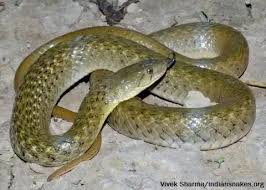Maybe you would like to learn more about one of these? What Plants Attracts Snakes Quora
