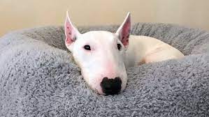 poroda sobak bulterer samoe chestnoe opisanie