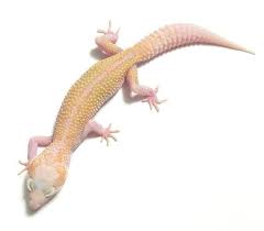 Black And White Striped Leopard Gecko Mack Snow Reverse Stripe Pastel Raptor Leopard Gecko Leopard Gecko Gecko Leopard