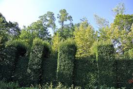Image result for hornbeam hedge in winter