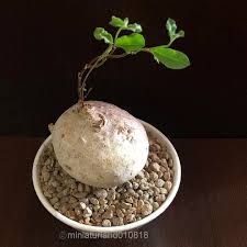 Image result for Raphionacme procumbens