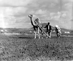 How much weight do they carry? The Camel In Lanzarote Canary Trip Booking