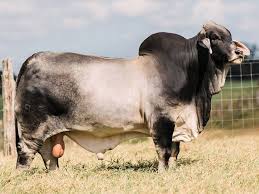 A special breed of cracker ranching was the brahman. 12 Most Popular Beef Cattle Breeds Of The World For Farm Owner