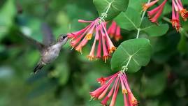 MAGICAL WORLD OF HUMMINGBIRDS