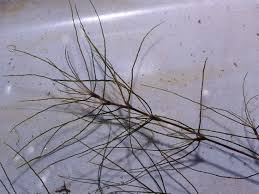 Image result for Najas horrida