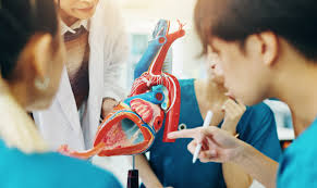 Abdominal Aort Anevrizması: Belirtileri, Risk Faktörleri ve Tedavi  Yöntemleri