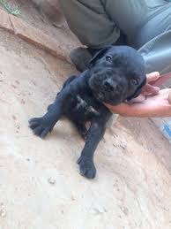 Black Boerboel Puppies For Sale In Bloemfontein Boerboel Puppies In Bloemfontein 07 12 2017