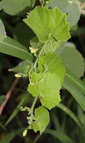 Image result for Kedrostis foetidissima