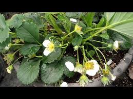 Cilek Fidesi Dikimi Bakimi Ve Gubrelemesi Tek Parca Video Youtube