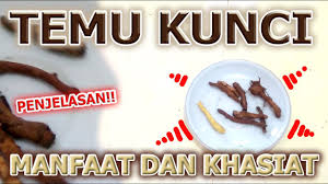 Belajarlah kosakata terpenting dalam bahasa malaysia! Penjelasan Manfaat Dan Khasiat Temu Kunci Bagi Kesehatan Youtube