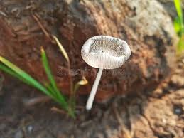 Image result for Coprinus lagopus