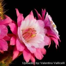 Image result for Stolzia kalkhof-roseae