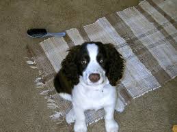 English springer spaniels for sale in minnesota english springer spaniels in mn. Cedar Knoll Kennel English Springer Spaniel Breeder Minnesota English Springer Spaniel Puppies For Sale Gun Dog Puppies Minnesota