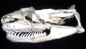 Rainbow boa emerald tree boa teeth. Boa Constrictor An Overview Sciencedirect Topics