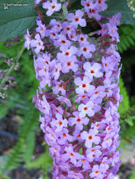 Image result for buddleia davidii