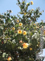 Image result for Hibiscus tiliaceus
