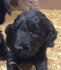 Customers describe sunshine acres as responsible, ethical, friendly and helpful, informative, and professional. Pin On Puppies For Sale