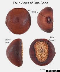 Image result for Acokanthera schimperi