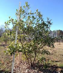 See and discover other items: Sweet Bay Magnolia Magnolia Virginiana Australis From Taylor S Nursery