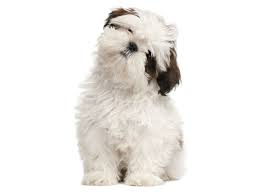 The shih tzu weighs only nine to nineteen pounds and stands on average between eight and eleven inches high. 1 Shih Tzu Puppies For Sale By Uptown Puppies