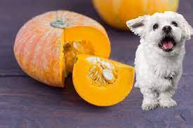 How Much Pumpkin To Give A Dog For Constipation And Benefits Family Life Share