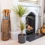 Dragon tree in 11cm Terracotta Foliage plant Plastic Grow pot - 11
