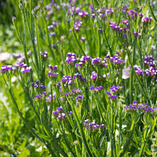 Image result for Limonium sinuatum