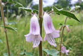 Image result for Rhigozum zambesiacum