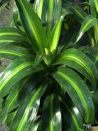 23 Of Our Favorite Low Light Houseplants Plants Indoor Trees Common House Plants