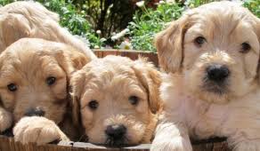 Relax and enjoy… but proceed with caution! Labradoodle Breeders Puppies For Sale Tora S Australian Labradoodles