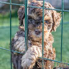 Sugar Pine Doodles Amador County Ca Labradoodle Breeders Australian Labradoodle Labradoodle