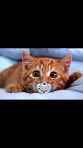 yeni dogan kedi kittens cutest cats cute cats