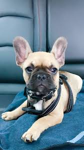 Black And Tan Frenchie Fawn Frenchie With Black Mask Harper First Day Outing Frenchbulldog Frenchie Frenchiebulldog Bulldog Dog Cute French Bulldog Bulldog Cute Baby Animals