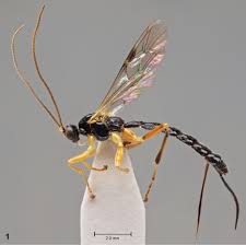 Image result for Polysphaeria ribauensis