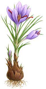 35 Illustrating As My Remedy Watercolor Flowers Paintings Botanical Drawings Botanical Painting