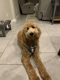 Why buy a goldendoodle puppy for sale if you can adopt and save a life? Goldendoodle Puppies For Sale Ocoee Fl 315538
