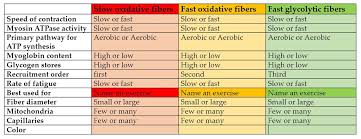 slow fast oxidative and glycolytic fiber chart diagram quizlet