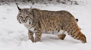 The american bobtail has a wild look but not a wild temperament. Bobcat The Nature Conservancy