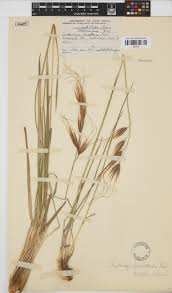 Image result for Tristachya