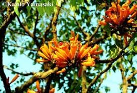 Image result for Bauhinia macrantha