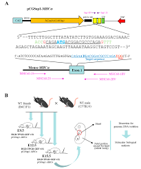 As a leading employer in the researcher ecosystem, we look for people who can create exceptional value for our customers. Cells Free Full Text Hydrodynamics Based Transplacental Delivery As A Useful Noninvasive Tool For Manipulating Fetal Genome Html