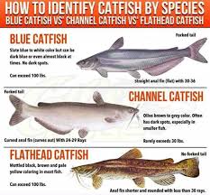 Types Of Catfish Learn More
