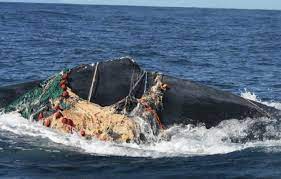 11 Humpback whale (Megaptera novaeangliae) entangled in net and rope.... |  Download Scientific Diagram