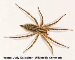Grass spiders are fast movers and catch their prey, dragging the catch into the funnel of the web. Types Of Spiders With Identification Guide Pictures Names Charts