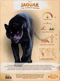 Like All Jaguars I M A Shrewd Warrior Big Cat Week Starts 11 29 At 9pm Discover Your Inner Big Cat At Http Bigcatweek Nationalgeog Big Cats Cats Wild Cats