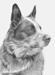 Australian Cattle Dog Black And White Original Pencils And Pastels By Maria D Angelo Blue Heeler 8 X 6 480 Available For Purchase At Jbartconsultants C Blue Heeler Dogs Blue Heeler Dog Art