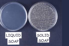 Observing Microbes Observing Bacteria In A Petri Dish