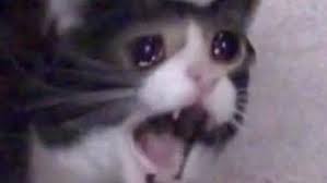 Screaming Cat Know Your Meme