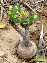 Image result for Euphorbia ramulosa