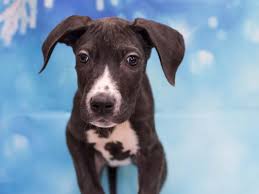 Puppyfinder.com is your source for finding an ideal daniff puppy for sale near colorado springs, colorado, usa area. Great Dane Puppies Pet City Pet Shops